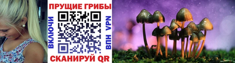 продажа наркотиков  Судогда  Галлюциногенные грибы Cubensis 